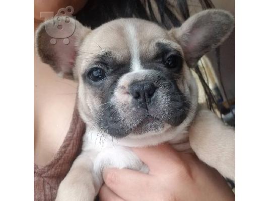 PoulaTo: French bulldog